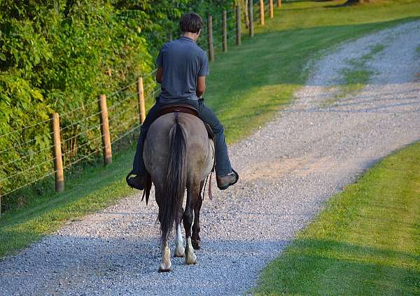 all-around-quarter-horse