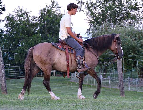 western-riding-quarter-horse