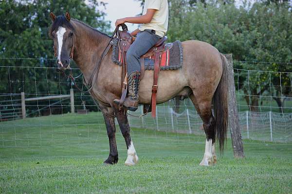 grulla-quarter-horse-gelding