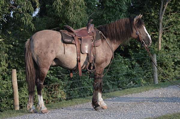 grulla-all-around-horse