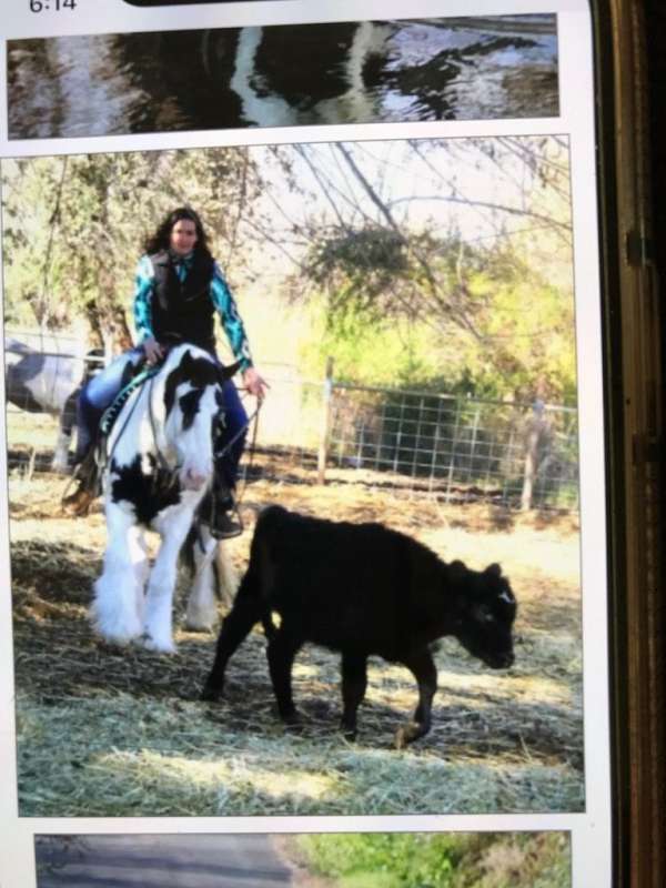 gypsy-vanner-gelding