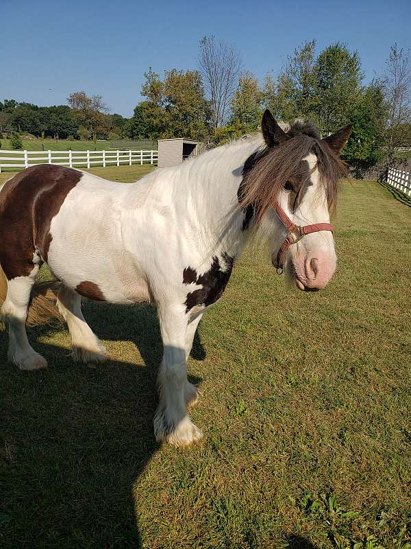 available-gypsy-vanner-pony