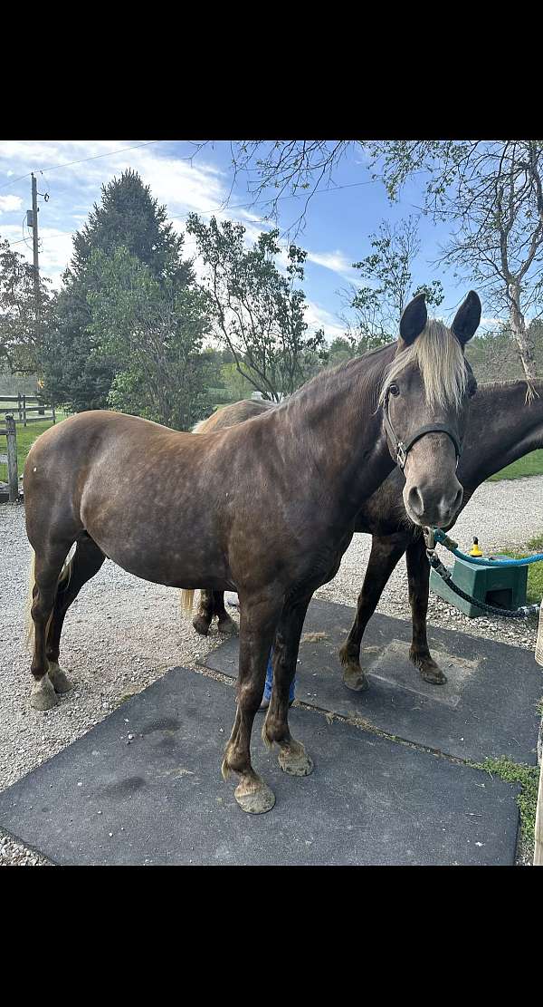 cross-water-rocky-mountain-horse