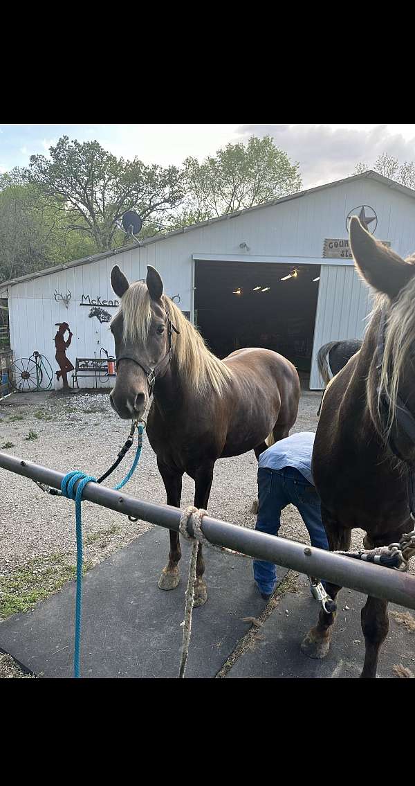 great-trail-horse-rocky-mountain