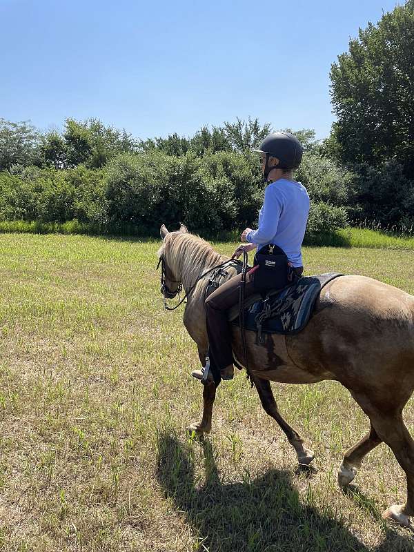 water-rocky-mountain-horse