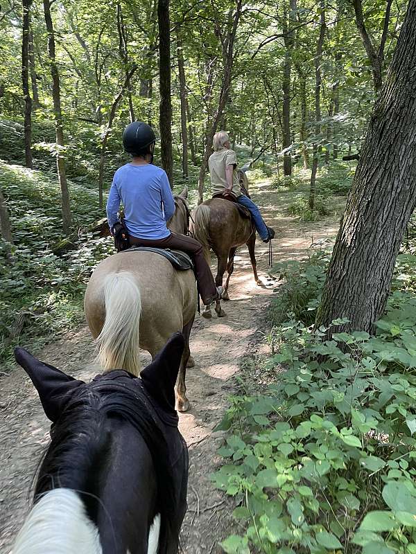 barefoot-rocky-mountain-horse