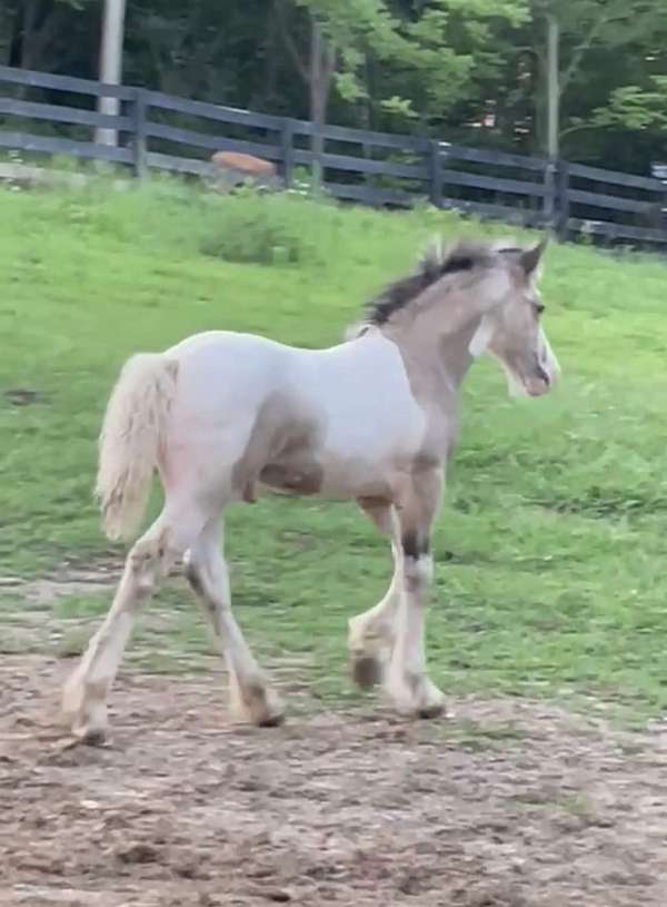 tobiano-horse