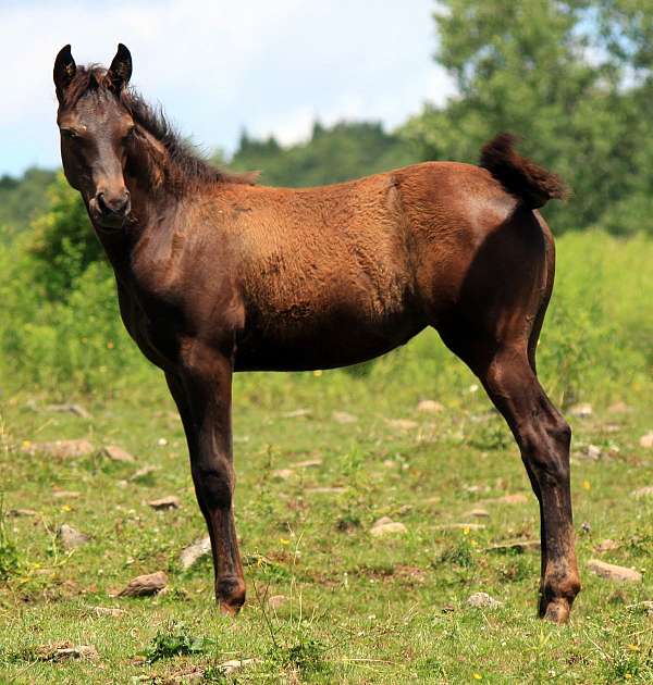 arab-cross-filly