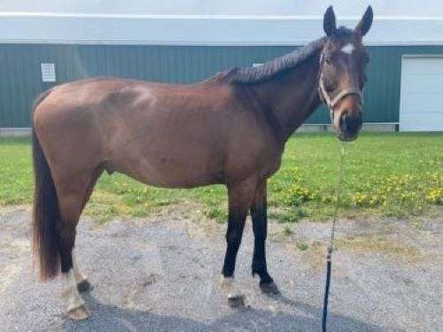 dressage-hanoverian-horse