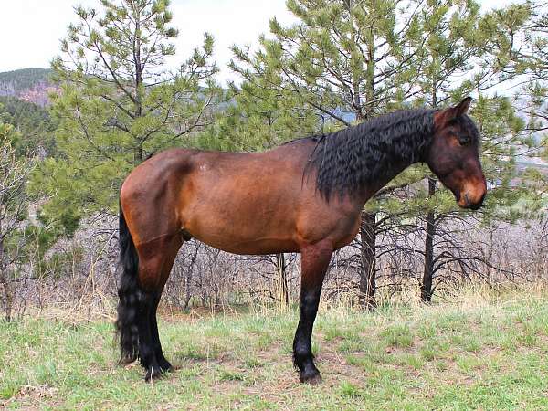 all-around-friesian-horse