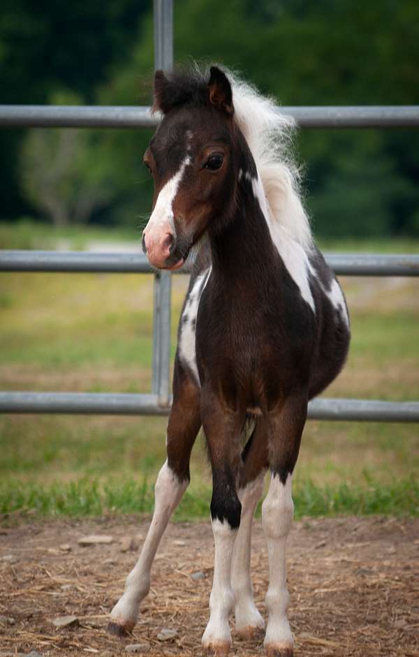 tobiano-upper-lower-lip-horse