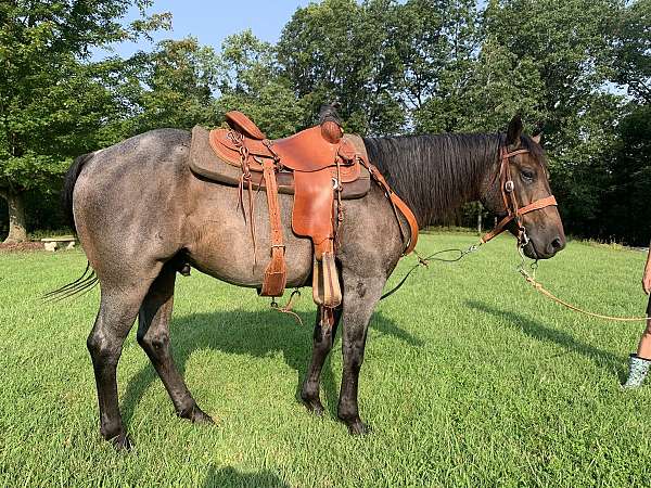 aqha-quarter-horse