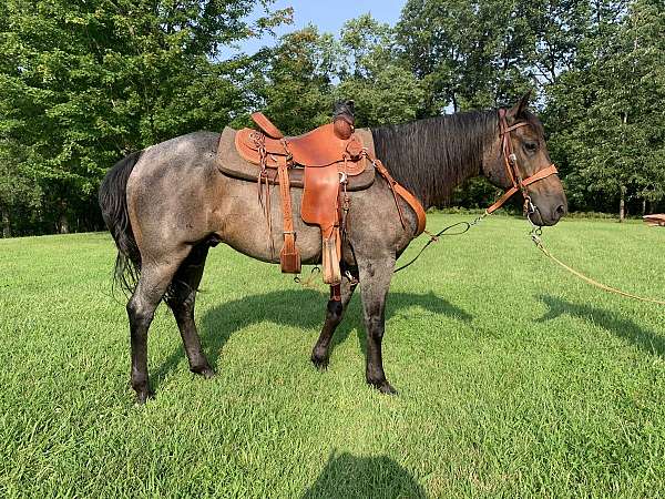 aqha-blue-roan-quarter-horse