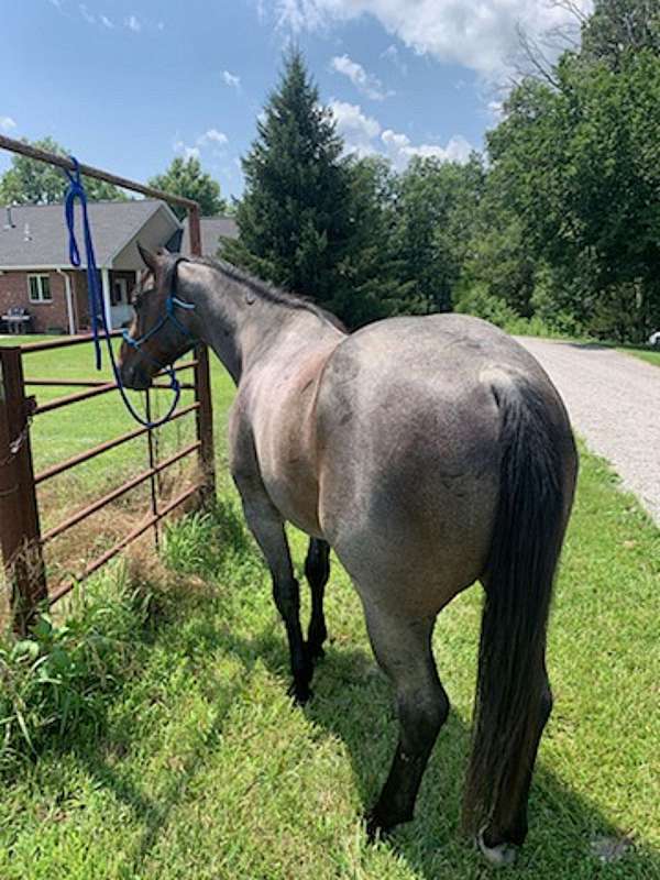 blue-quarter-horse