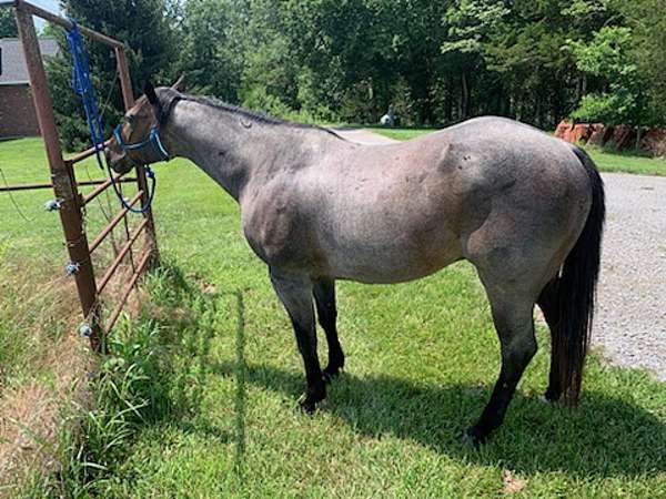 blue-roan-quarter-horse