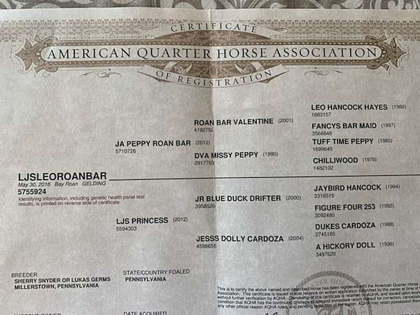 calf-roping-quarter-horse