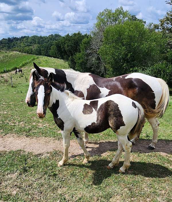 smokey-black-tobiano-horse