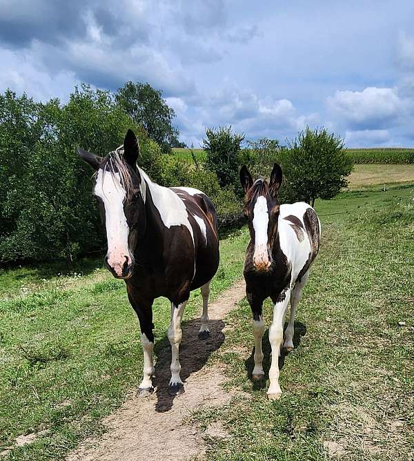 all-around-gypsy-vanner-horse