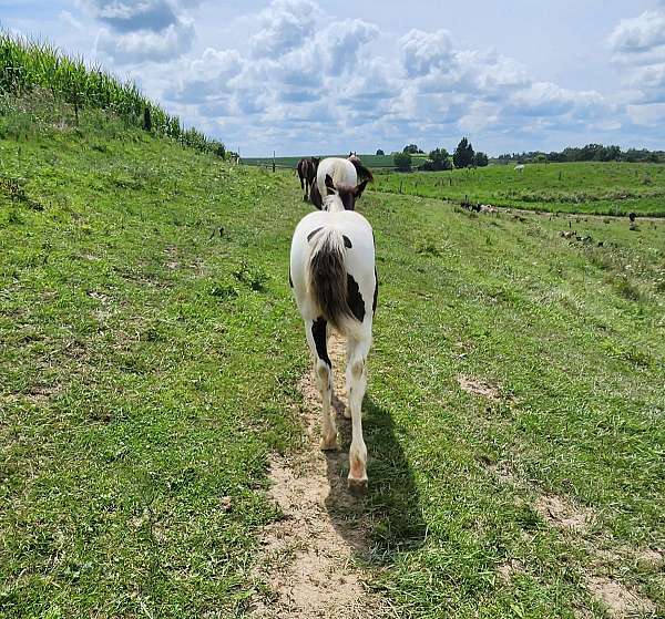 apha-mare-gypsy-vanner-horse