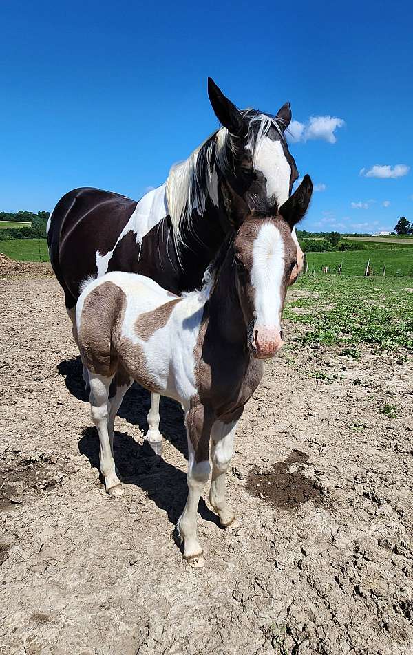 get-him-now-gypsy-vanner-horse