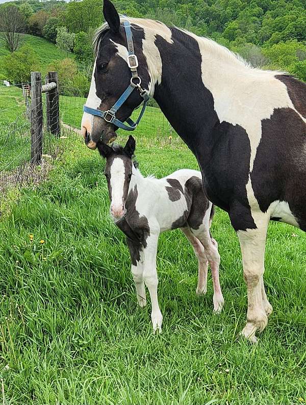 painted-gypsy-vanner-horse