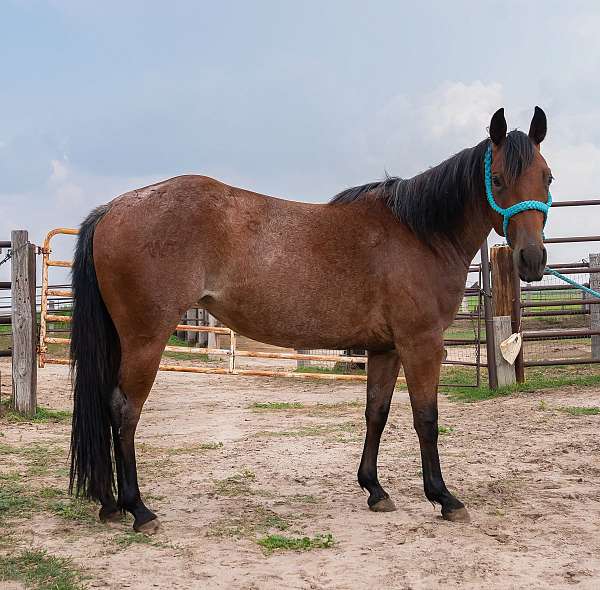 metallic-cat-mare