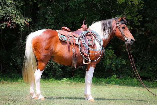 all-around-spotted-saddle-horse