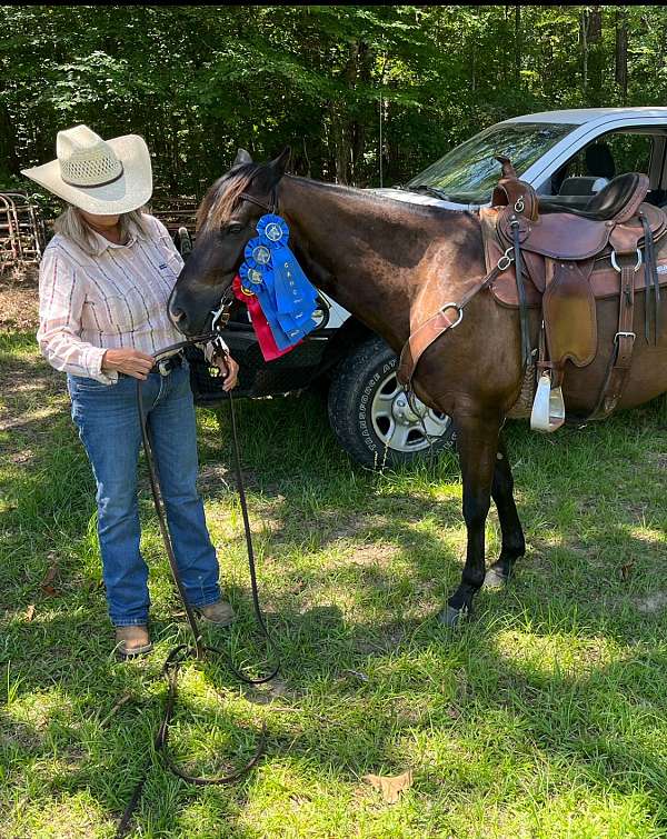 gaited-racking-horse