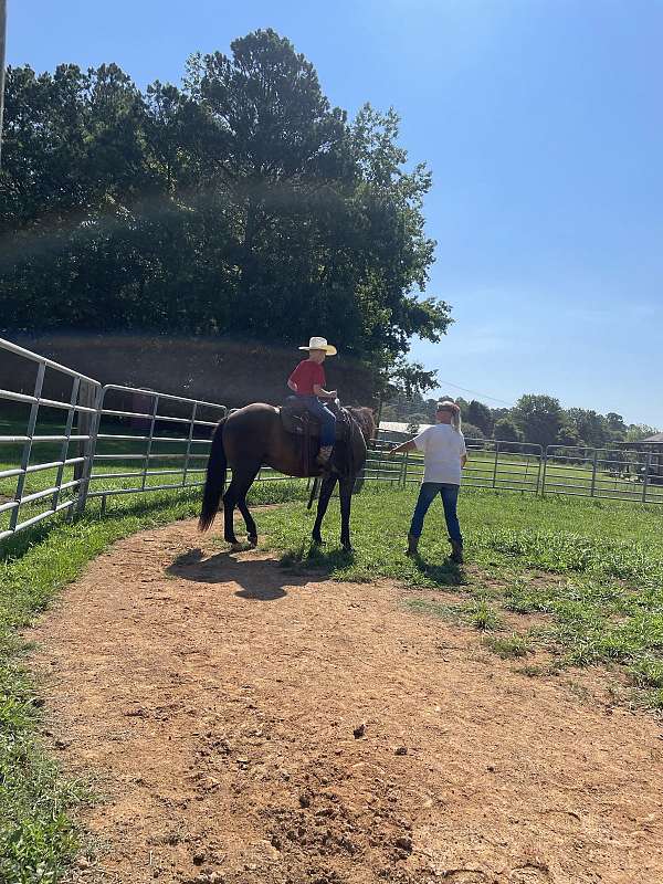 natural-horsemanship-training-racking-horse