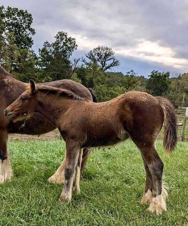 black-feather-front-legs-matching-white-socks-hind-legs-horse