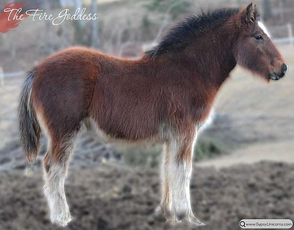 black-feather-front-legs-matching-white-socks-hind-legs-horse