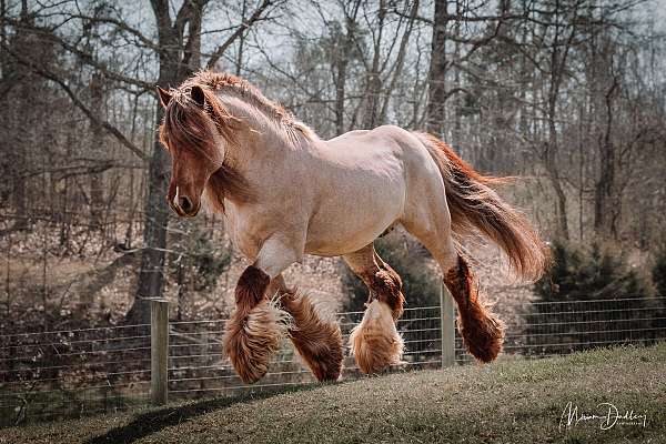 bay-black-feather-front-legs-matching-white-socks-hind-legs-horse