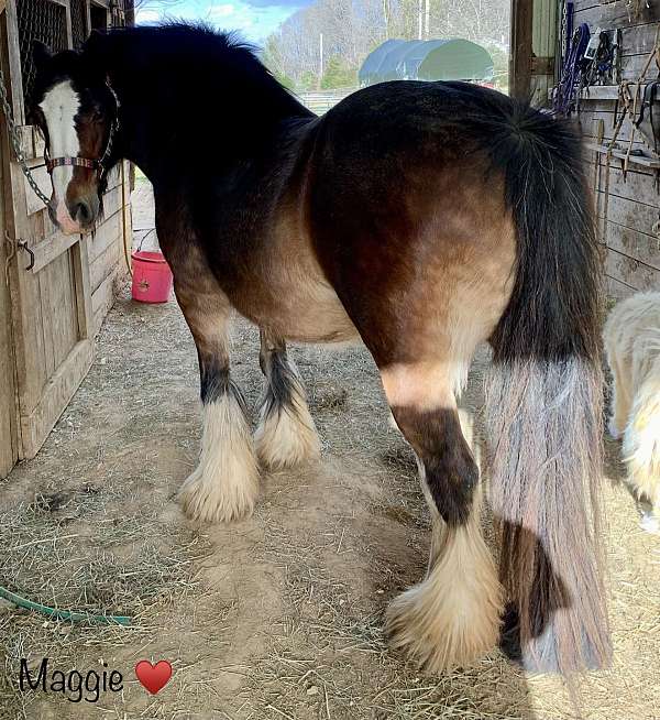 breeding-prospect-gypsy-vanner-horse