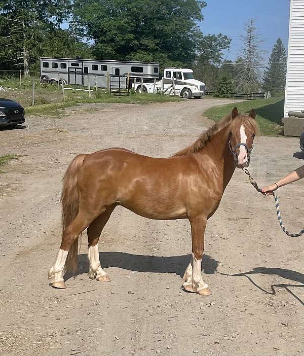 pony-welsh