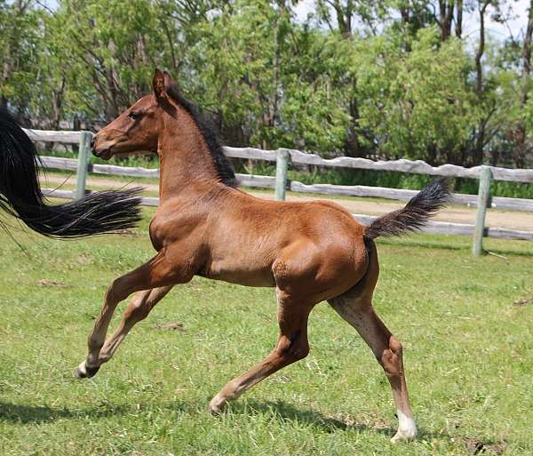 colt-dutch-warmblood-warmblood-horse