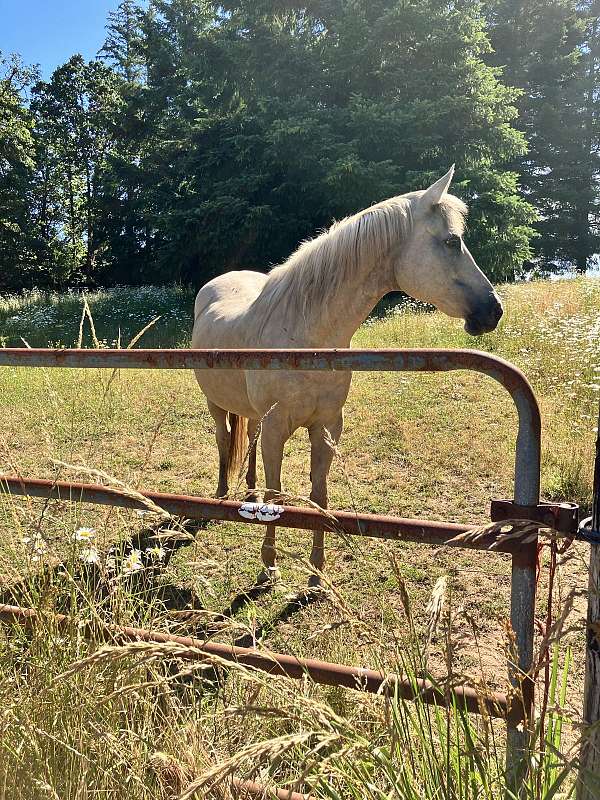 quarter-horse-mare