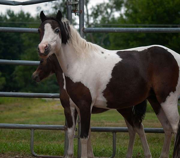 partial-bald-face-4-high-whites-horse