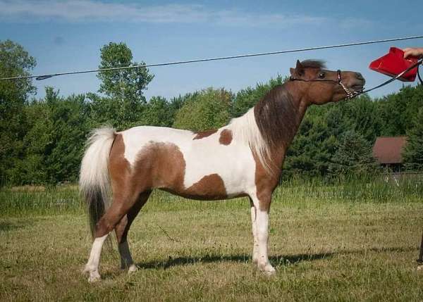 4-high-white-legs-horse