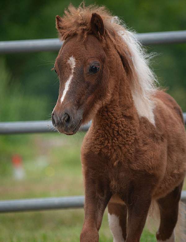 left-fore-stockings-horse