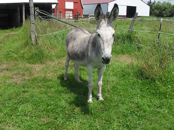 donkey-for-guard-duty-a-jenny