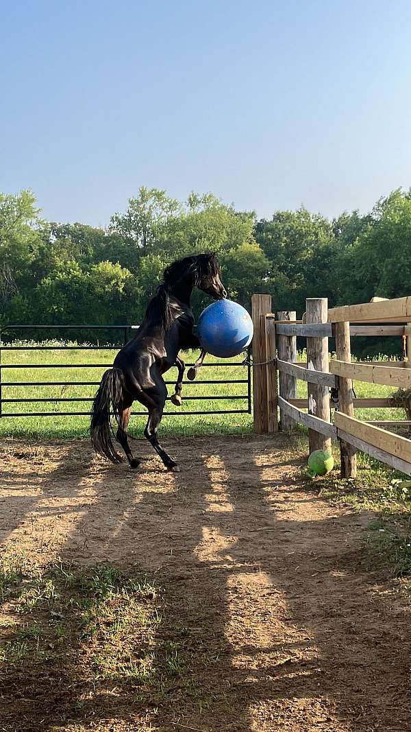 faint-stripe-horse