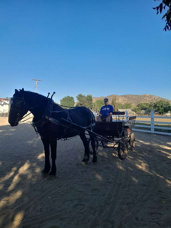 percheron-mare