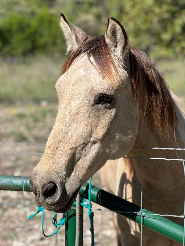 buckskin-small-star-on-forehead-horse