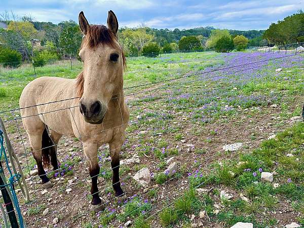 dappled-quarter-horse