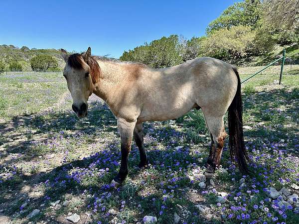 heading-quarter-horse