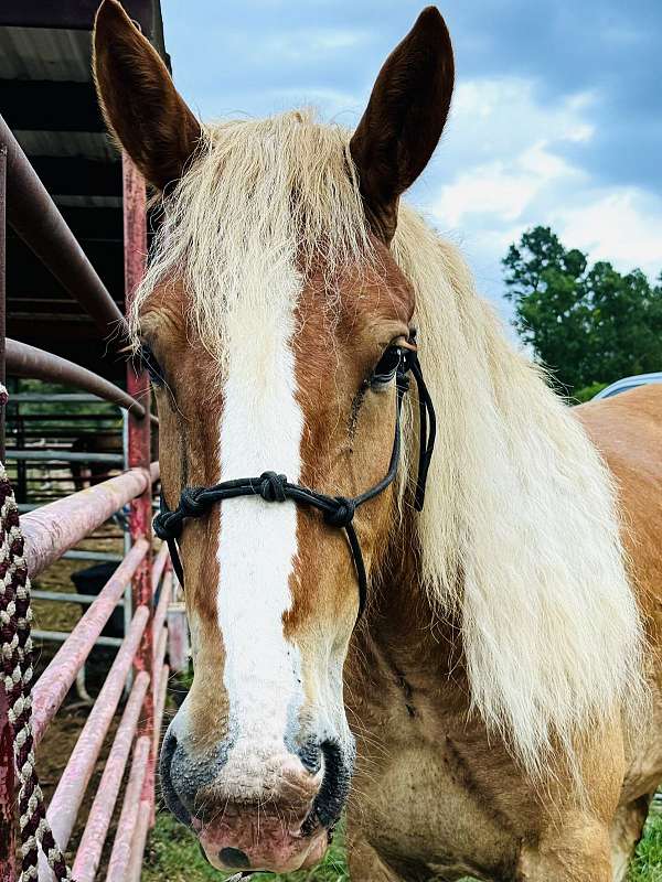 all-around-draft-horse