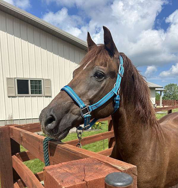 chestnut-liver-chestnut-morgan-gelding