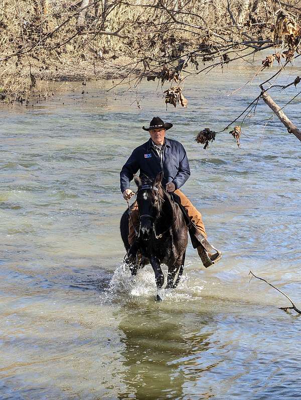 trail-trail-riding-kentucky-mountain-rocky-mountain-horse