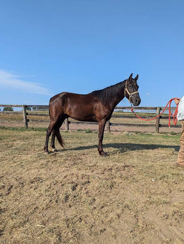 kentucky-mountain-rocky-mountain-horse