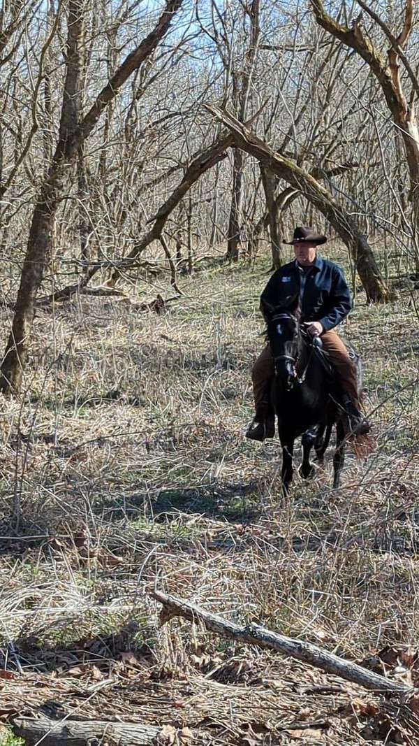 breeder-rocky-mountain-horse